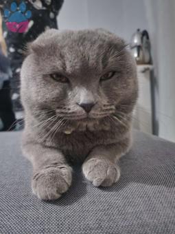 Scottish Fold 2,5 Yaşında Kedime Eş Arıyorum