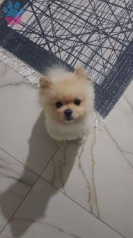 Pomeranian Boo Yakışıklı Oğluma Eş Arıyorum