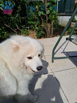 Samoyed Kızıma Eş Arıyorum