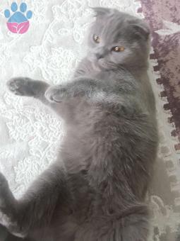 Scottish Fold Kızımıza Eş Arıyoruz