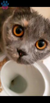 British Shorthair Kızımıza Eş Arıyoruz