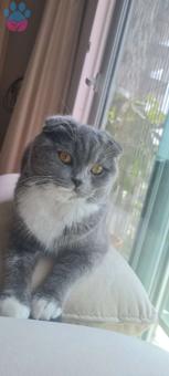 British Shorthair Kızımıza Eş Arıyoruz 10 Aylık