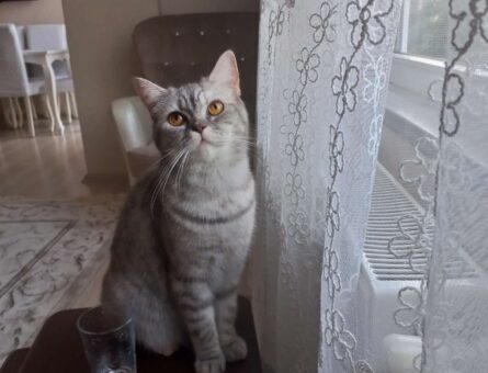 British Shorthair Kızıma Eş Arıyorum 1 Yaşında