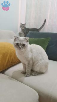 Scottish Fold Kızıma Damat Arıyorum