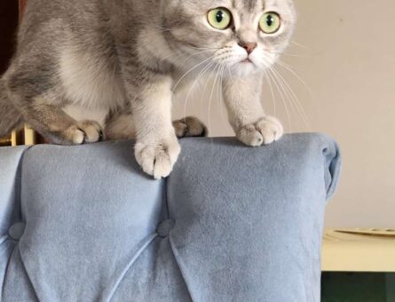 British Shorthair Kızıma Erkek Eş Arıyorum