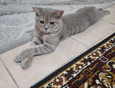 British Shorthair 10 Aylık Kedim Eş Arıyor