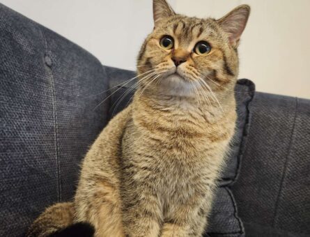 British Shorthair Golden Tabby Oğlumuza Eş Arıyoruz