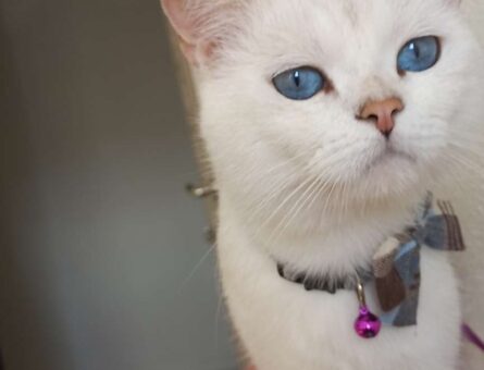 British Shorthair Yakışıklı oğlumuza eş arıyorum