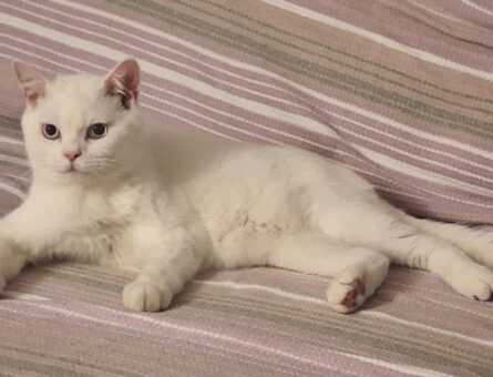 British Shorthair Oğlum Eş Arıyor 1 Yaşında