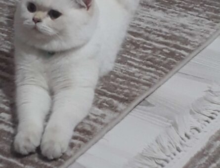 British Shorthair Şecereli Kedime Eş Arıyorum