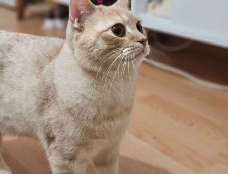 British Shorthair Fındık Eş Arıyor