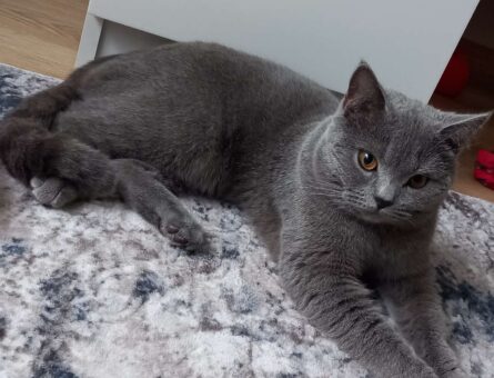 British Shorthair 10 Aylık Oğluma Eş Arıyorum