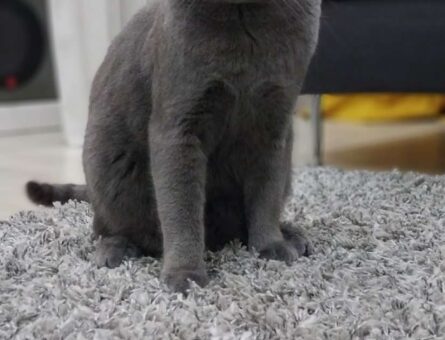 British Shorthair 10 Aylık Oğlum Eş Arıyor