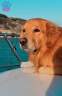 Golden Retriever 4 Yaşında Oğluma Eş Arıyorum