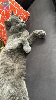 British Shorthair Oğlumuz Çakıl Eş Arıyor