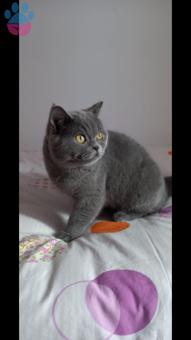 British Shorthair Oğluşlarıma Eş Arıyorum