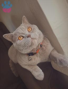 11 Aylık British Lilac Oğlumuza Eş Arıyoruz