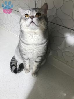 British Shorthair Safkan Oğluma Eş Arıyorum