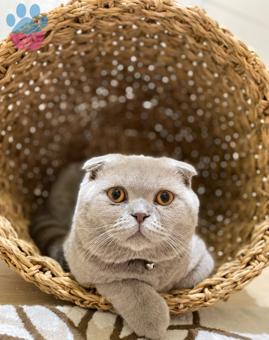 Scottish Fold 11 Aylık Kedime Eş Arıyorum