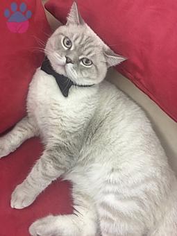 British Shorthair 2 Yaşında Aslan Yavrusu Oğluma Eş Arıyorum