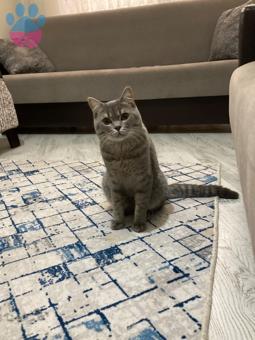 British Shorthair 1 Yaşında Oğluma Eş Arıyorum