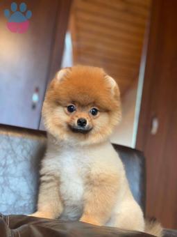 Pomeranian Boo Eş Adayı