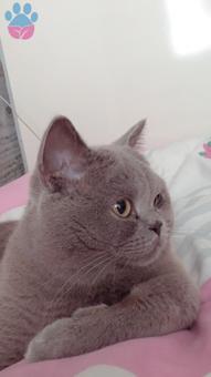 British Shorthair Oğluma Eş Arıyorum