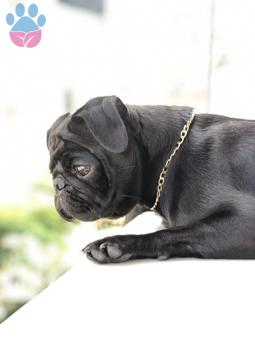 Pug 11 Aylık Zeytine Eş Arıyoruz