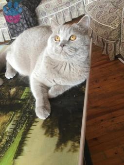 British Shorthair 1 Yaşındaki Oğluma Eş Arıyorum