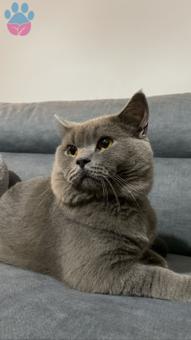 British Shorthair Acil Jeff’me Eş Arıyoruz