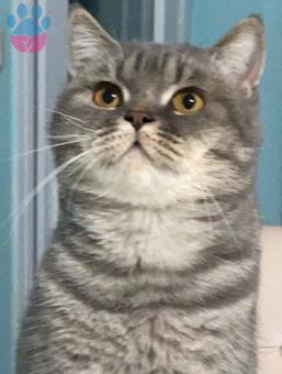 British Shorthair Cinsi Oğluma Eş Arıyorum