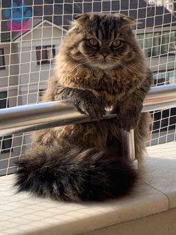 Scottish Fold Kedim Şefik Eş Arıyor