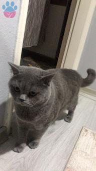 British Shorthair Oğluma Eş Arıyorum