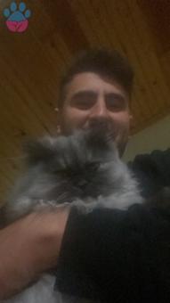 İran Kedisi 14 Aylık Kedime Eş Arıyorum