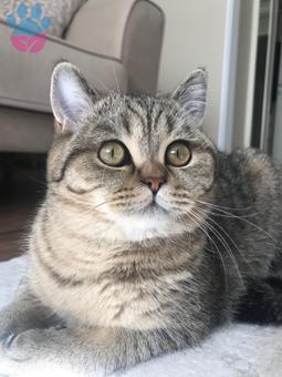 British Shorthair Oğlum Dobby’e Dişi Eş Arıyorum