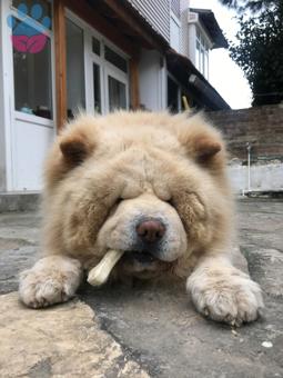 Chow Chow Oğlumuza Eş Dişi Chow Chow Arıyoruz