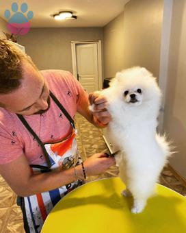 Pomeranian Boo Yakışıklı Oğlumuz İçin Eş Arıyoruz