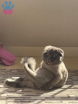 Scottish Fold Erkek Kedime Eş Arıyorum