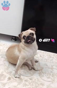 Pug Mops Kızıma Eş Arıyorum 1 Yaşında