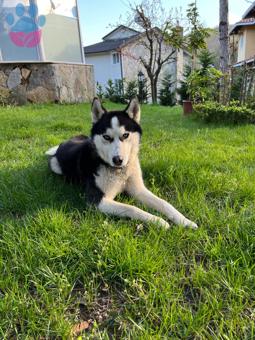 Husky 1.5 Yaşında Köpeğime Dişi Eş Arıyoruz