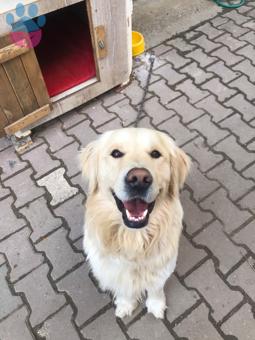 2 Yaşındaki Golden Retriever Çapkınıma Eş Arıyorum