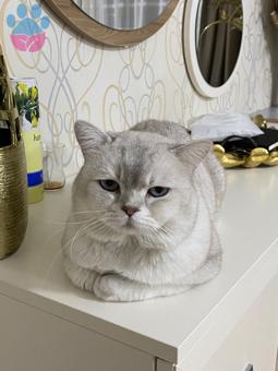 British Shorthair Oğlumuz Pamuğa Eş Arıyoruz