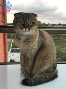 Scottish Fold Kızımıza Eş Arıyoruz