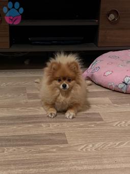 Pomeranian Boo 1 Yaşında Kızımız Eş Arıyoruz