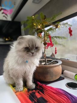 Scottish Fold Kedime Dişi British Arıyorum