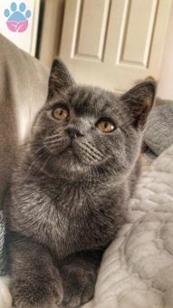 British Shorthair Paşa Oğlumuza Eş Arıyoruz