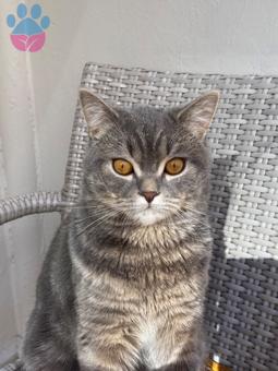 British Shorthair Yakışıklı Oğluma Eş Arıyoruz