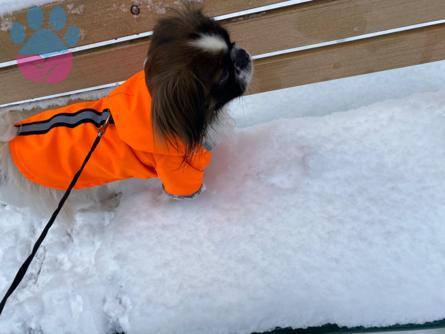 Shih Tzu Kızıma Damat Aranıyor