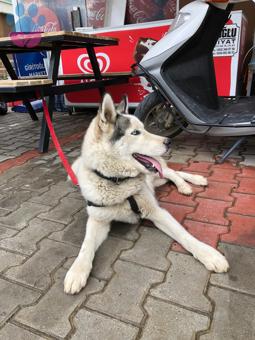 Husky Sibirya Kurdu Oğluma Eş Arıyorum