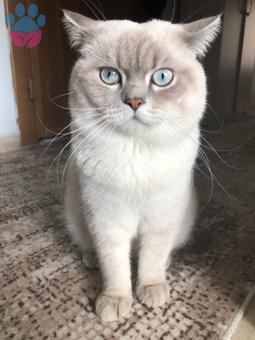 Scottish Fold 1 Yaşındaki Oğluma Eş Arıyorum